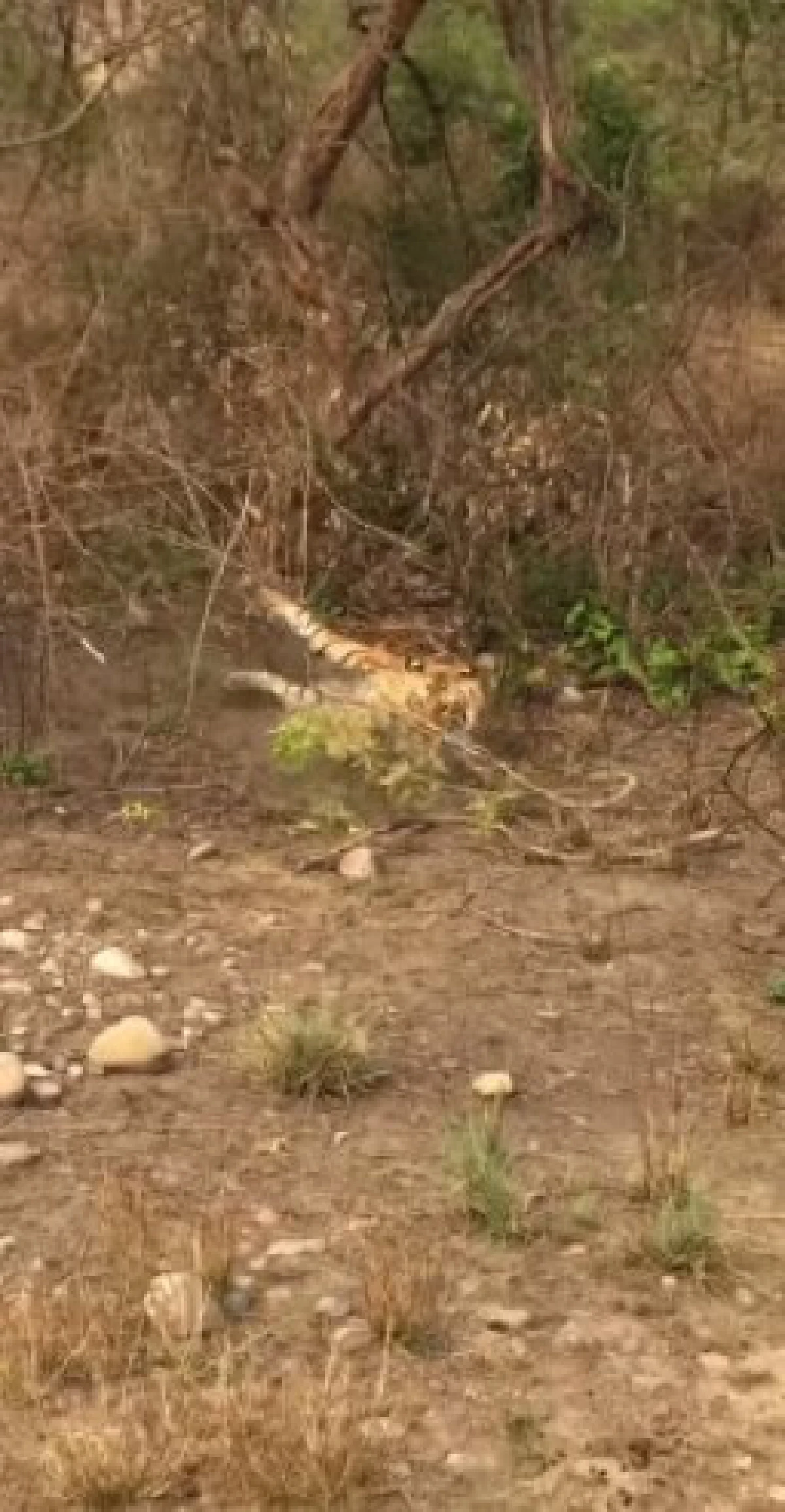 คลิปเสือไล่จับลิงบนต้นไม้ สุดท้ายพลาดท่า ร่วงหมดสภาพ