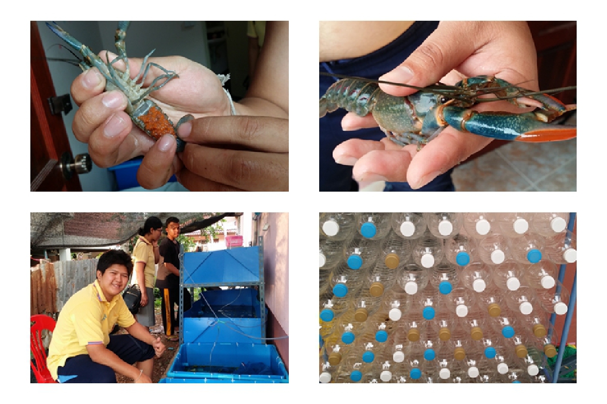 ครูสระแก้วแนะเลี้ยงกุ้งคอนโดสร้างรายได้ไม่อั้น ครูสระแก้วแนะเลี้ยงกุ้งคอนโดสร้างรายได้ไม่อั้น