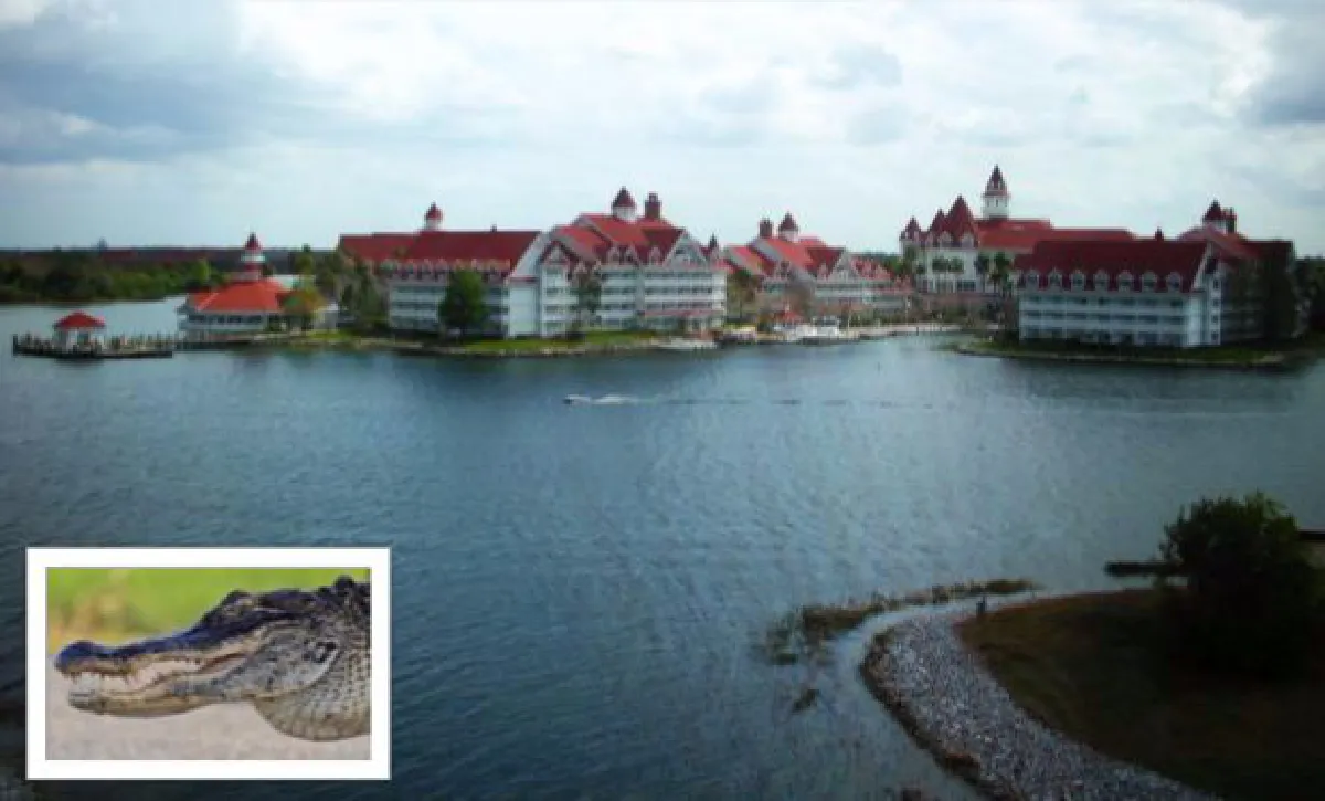 UPDATE: Alligator attack: Child's body recovered