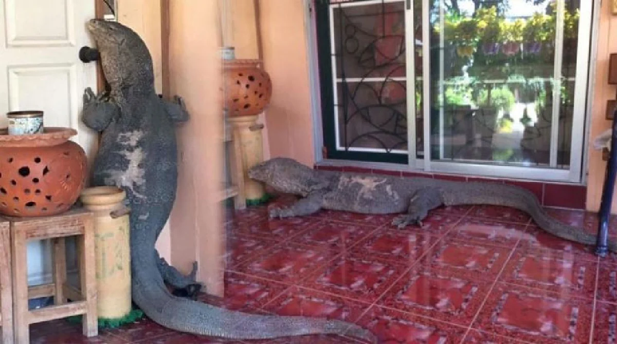 ทอร์กออฟโซเชียล