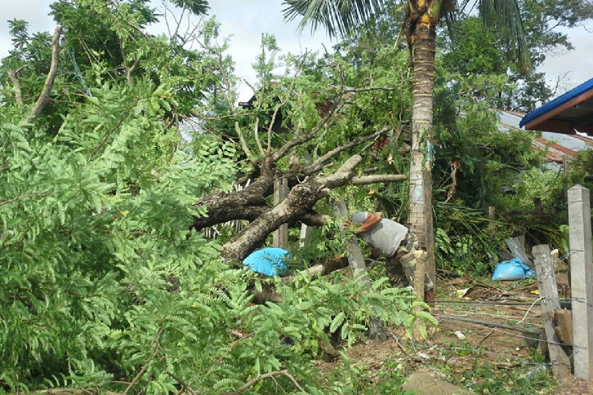 สุรินทร์เจอฝนกระหน่ำต้นไม้ล้มทับบ้านเรือนประชาชน สุรินทร์เจอฝนกระหน่ำต้นไม้ล้มทับบ้านเรือนประชาชน