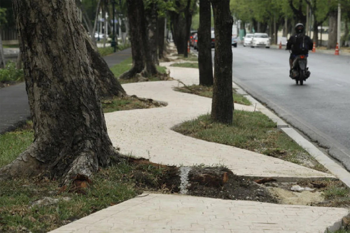 "เตือนแล้วไม่ฟัง"เสียงบ่นจากคนกรุงถึงกทม.กรณีต้นไม้รอบสวนจิตรโค่นล้ม