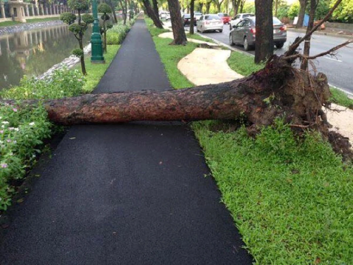 "เตือนแล้วไม่ฟัง"เสียงบ่นจากคนกรุงถึงกทม.กรณีต้นไม้รอบสวนจิตรโค่นล้ม