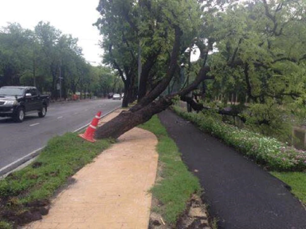 "เตือนแล้วไม่ฟัง"เสียงบ่นจากคนกรุงถึงกทม.กรณีต้นไม้รอบสวนจิตรโค่นล้ม