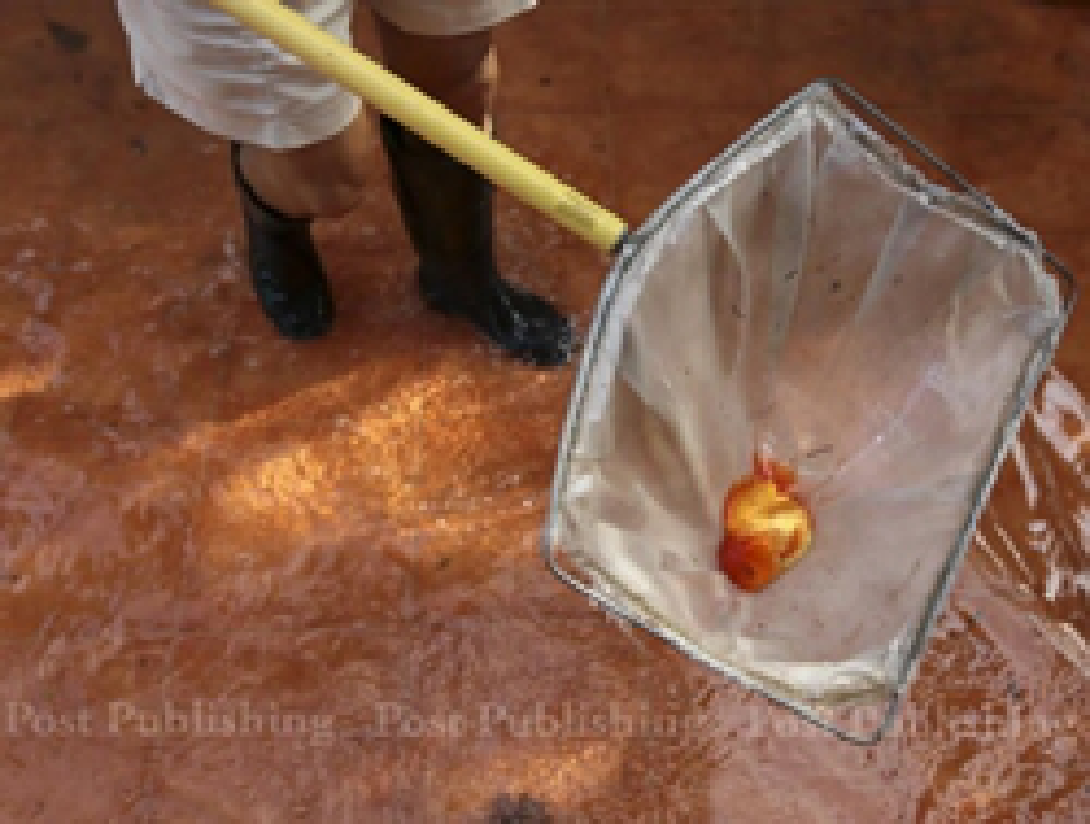 Living with floods in a Bangkok soi