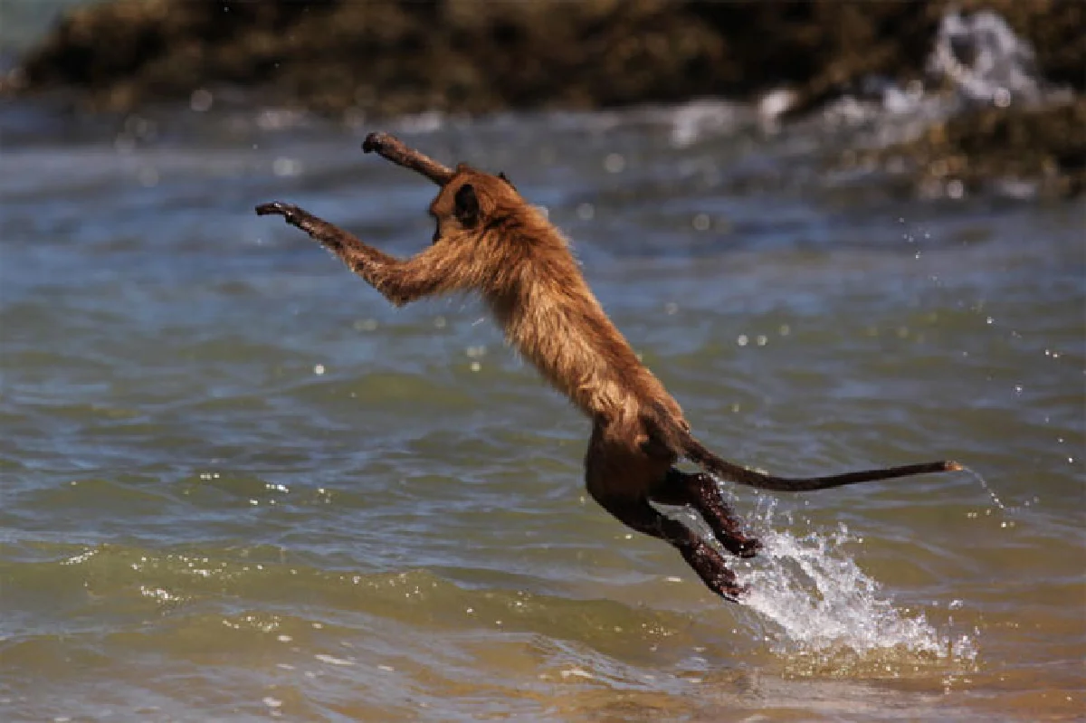 ไปดูลิงที่เกาะเกล็ดแก้ว