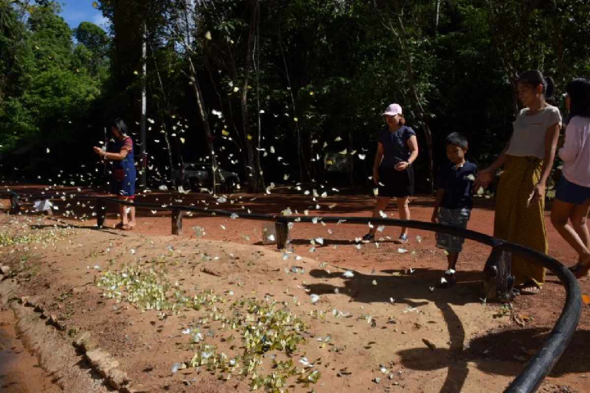 เที่ยวป่าตะวันออก ชมผีเสื้อนับล้านที่ "ปางสีดา"