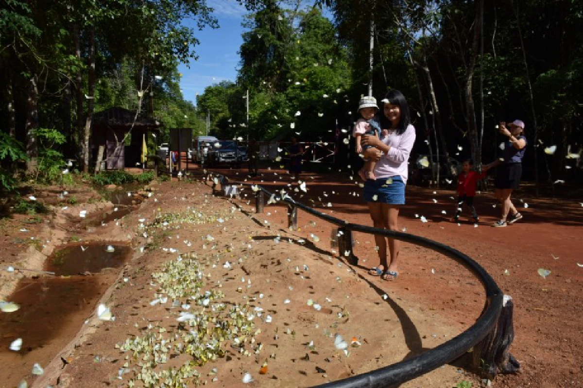 เที่ยวป่าตะวันออก ชมผีเสื้อนับล้านที่ "ปางสีดา"