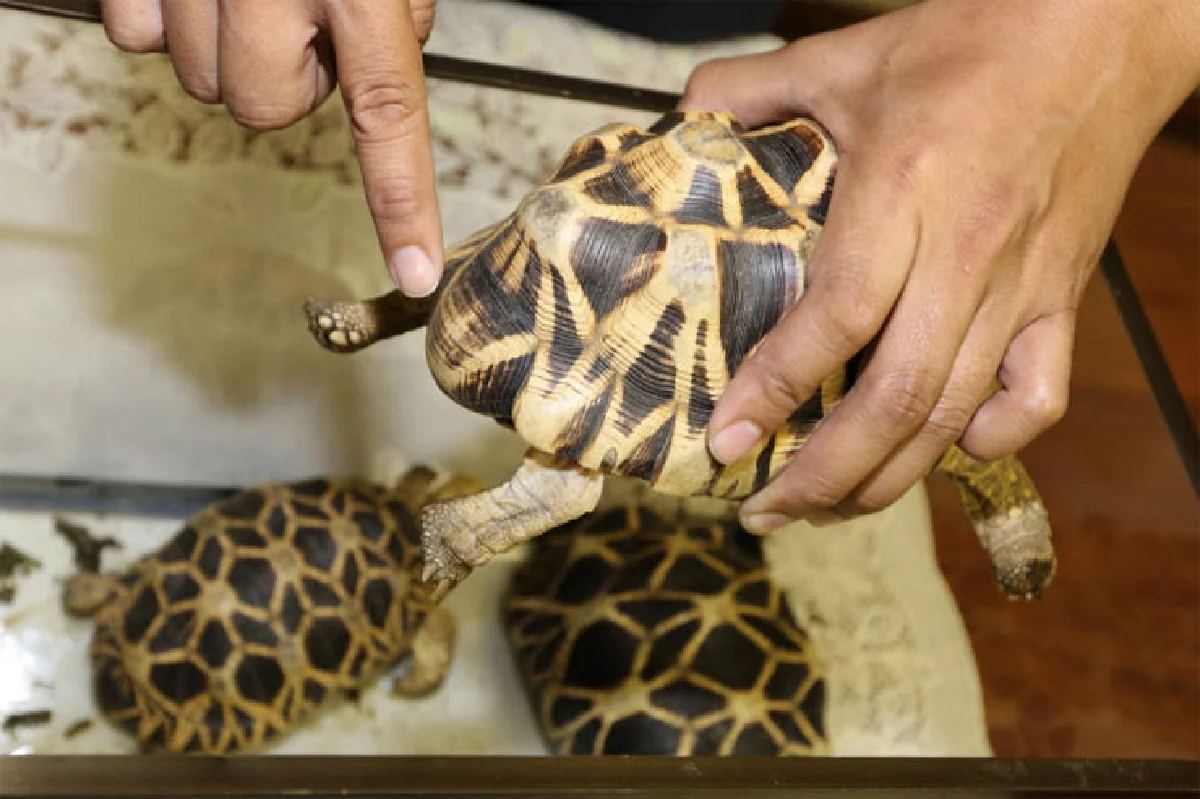 เส้นทางค้าสัตว์ป่า เครือข่ายอาชญากรรมข้ามชาติ