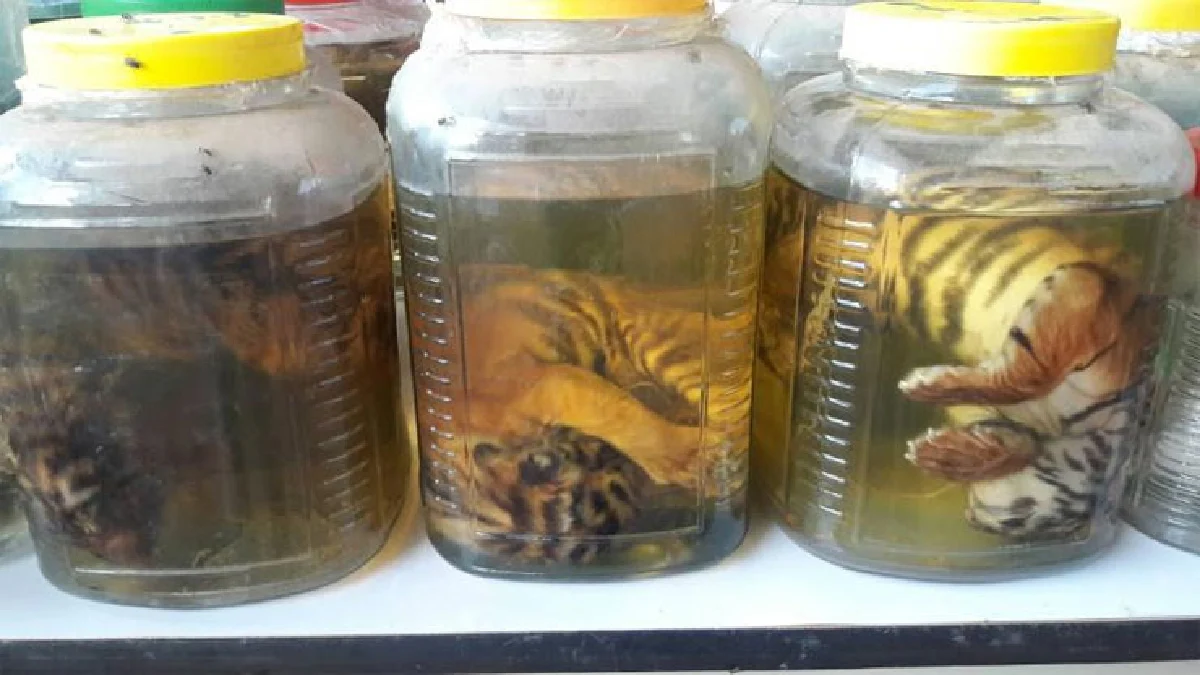 เส้นทางค้าสัตว์ป่า เครือข่ายอาชญากรรมข้ามชาติ