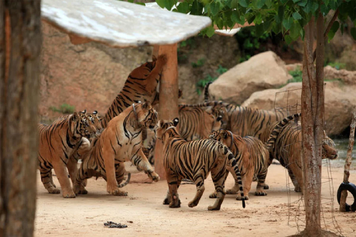 เส้นทางค้าสัตว์ป่า เครือข่ายอาชญากรรมข้ามชาติ