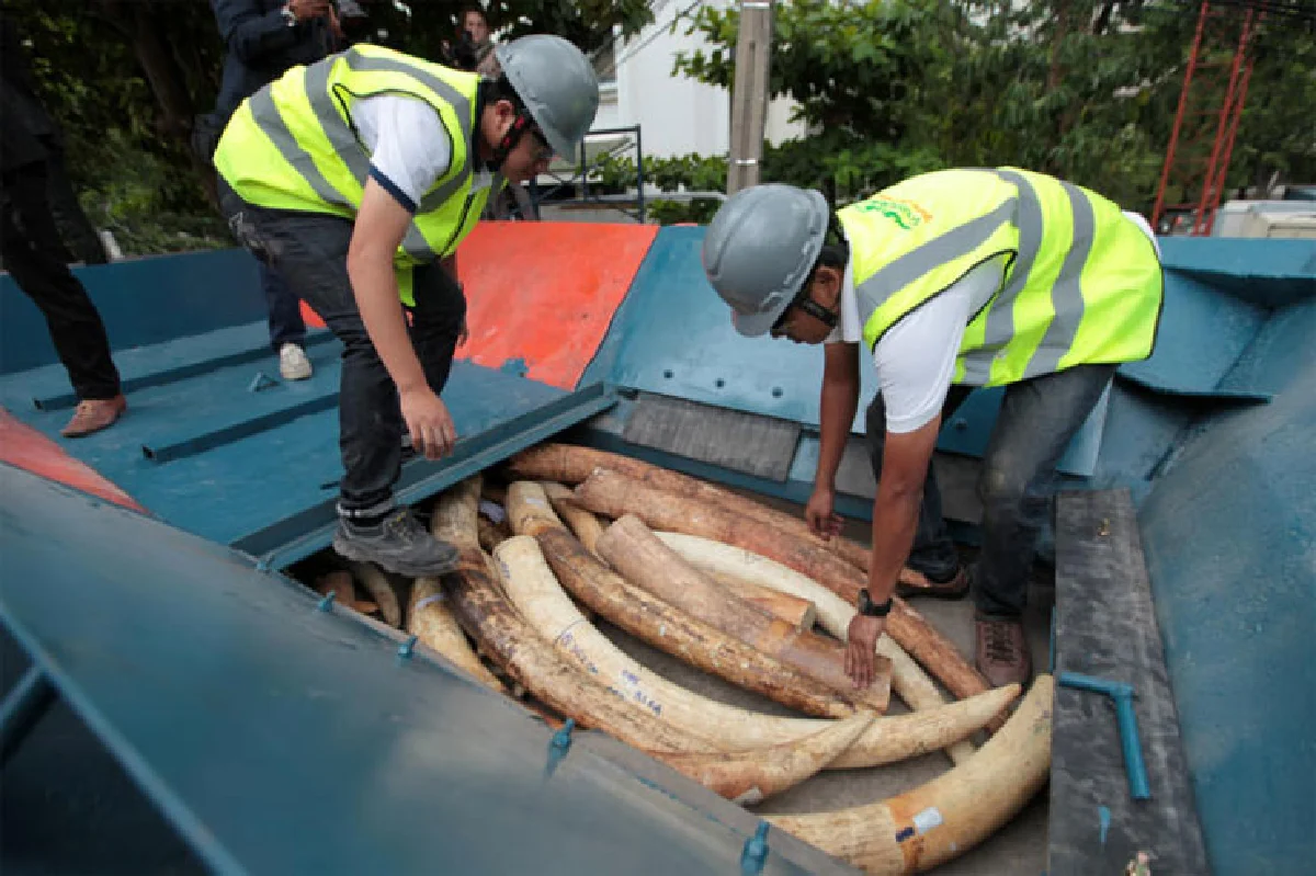 เส้นทางค้าสัตว์ป่า เครือข่ายอาชญากรรมข้ามชาติ