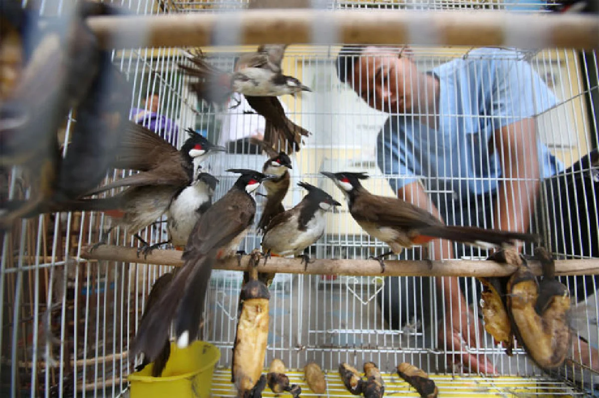 เส้นทางค้าสัตว์ป่า เครือข่ายอาชญากรรมข้ามชาติ