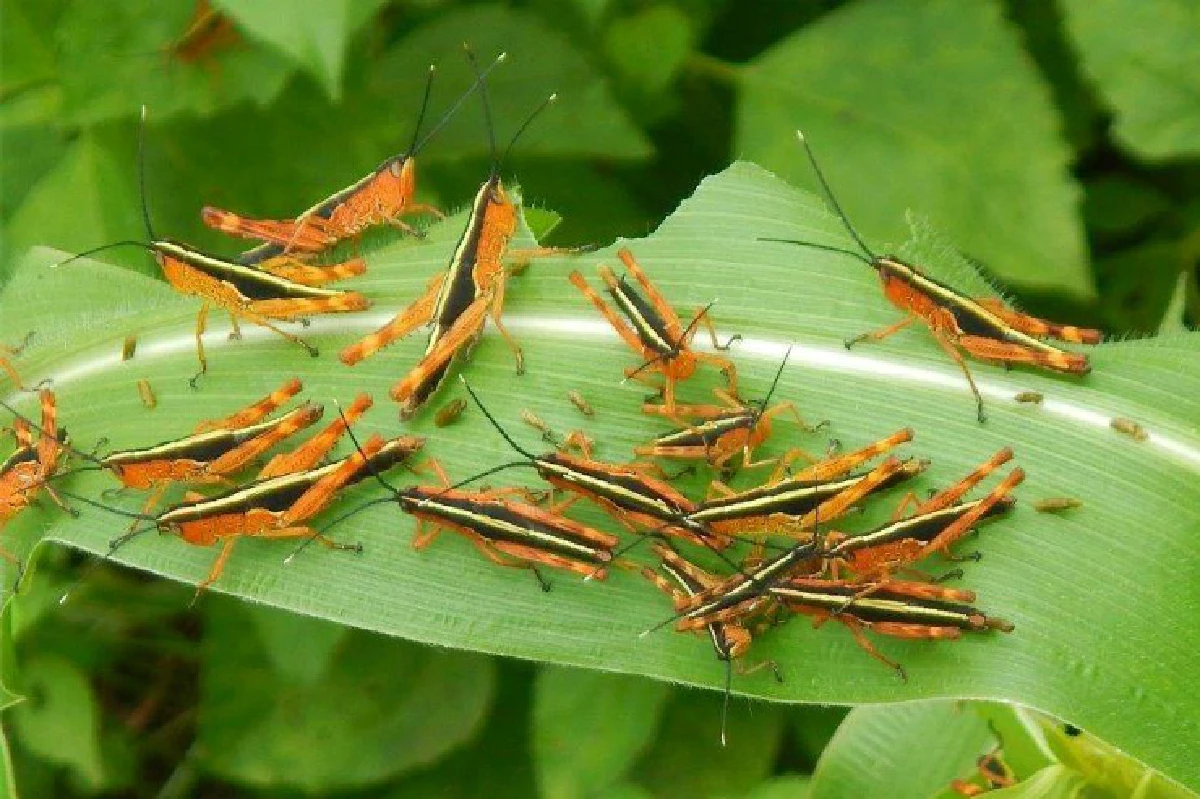 เกษตรฯเฝ้าระวัง"ตั๊กแตนไผ่"ระบาด หวั่นซ้ำรอยปาทังก้า