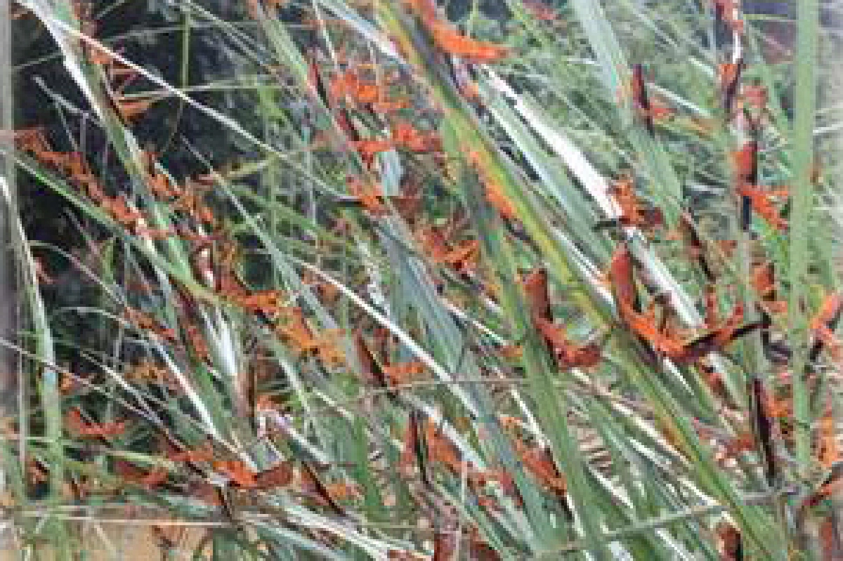 เกษตรฯเฝ้าระวัง"ตั๊กแตนไผ่"ระบาด หวั่นซ้ำรอยปาทังก้า