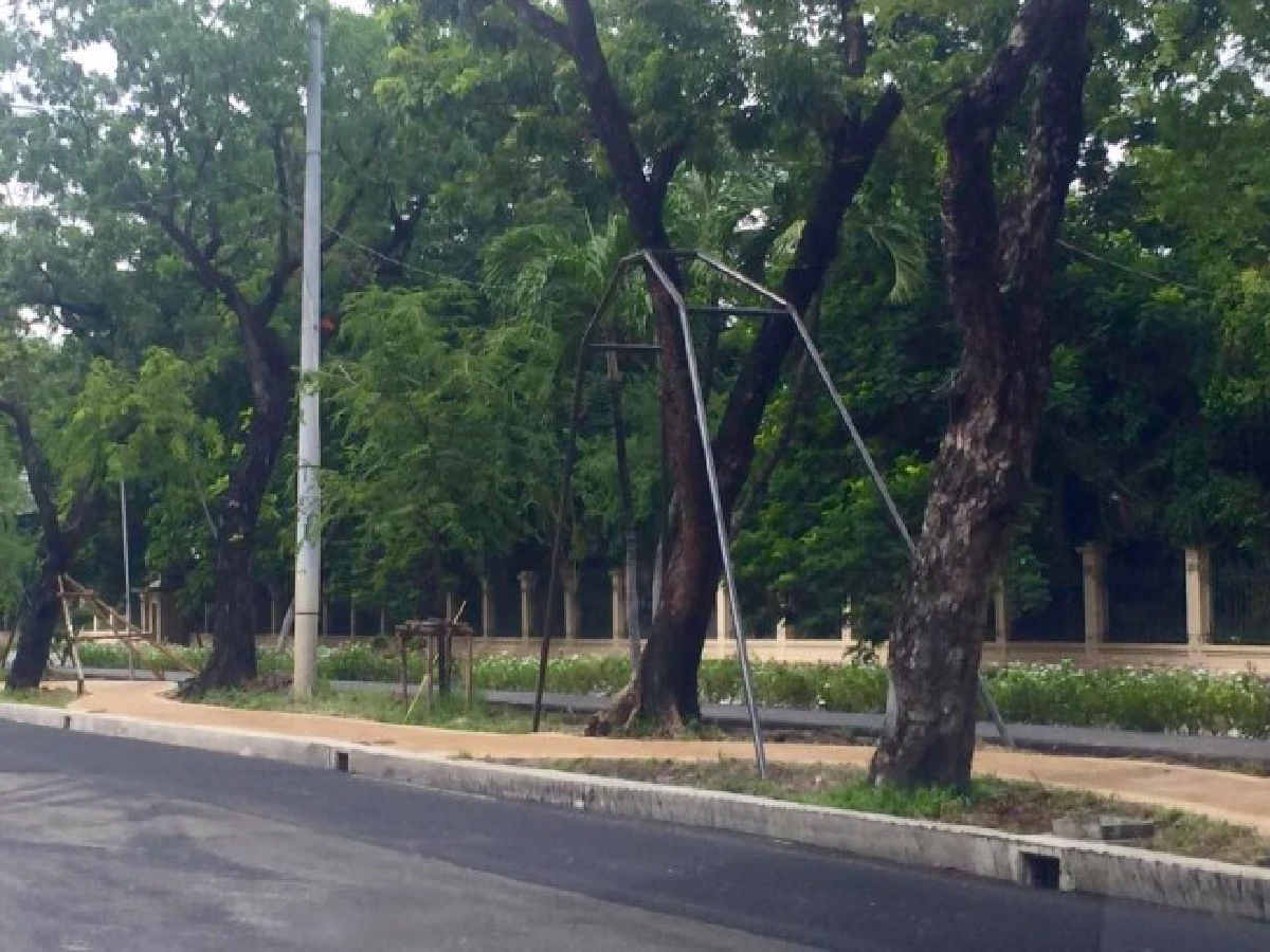 วิจารณ์ต้นไม้รอบสวนจิตรฯ ไม่เเข็งเเรงจนต้องใช้เหล็กค้ำ