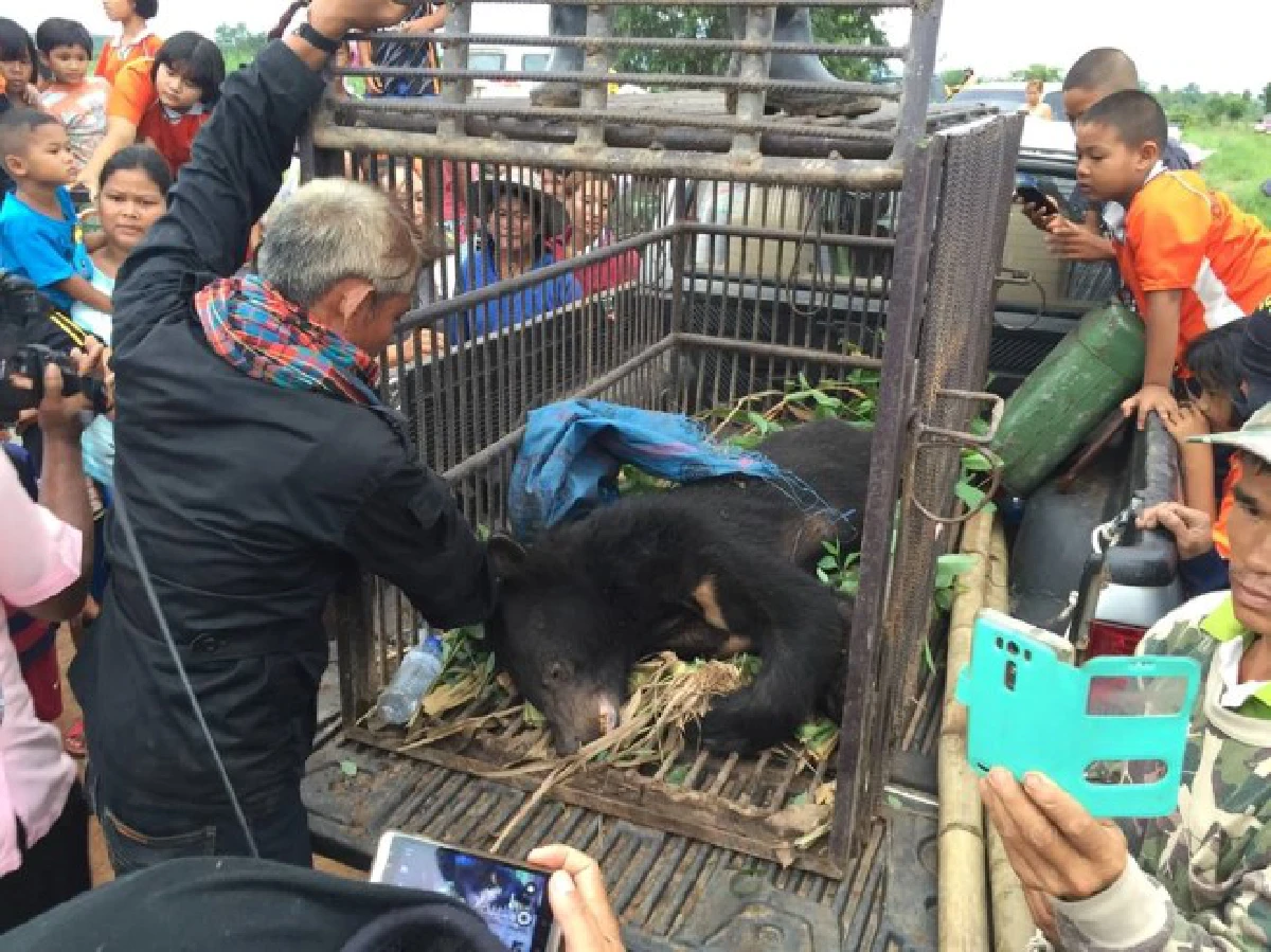 จนท.จับหมีควายหลุดจากเขตอุทยานปางสีดาก่อนปล่อยกลับคืนป่า