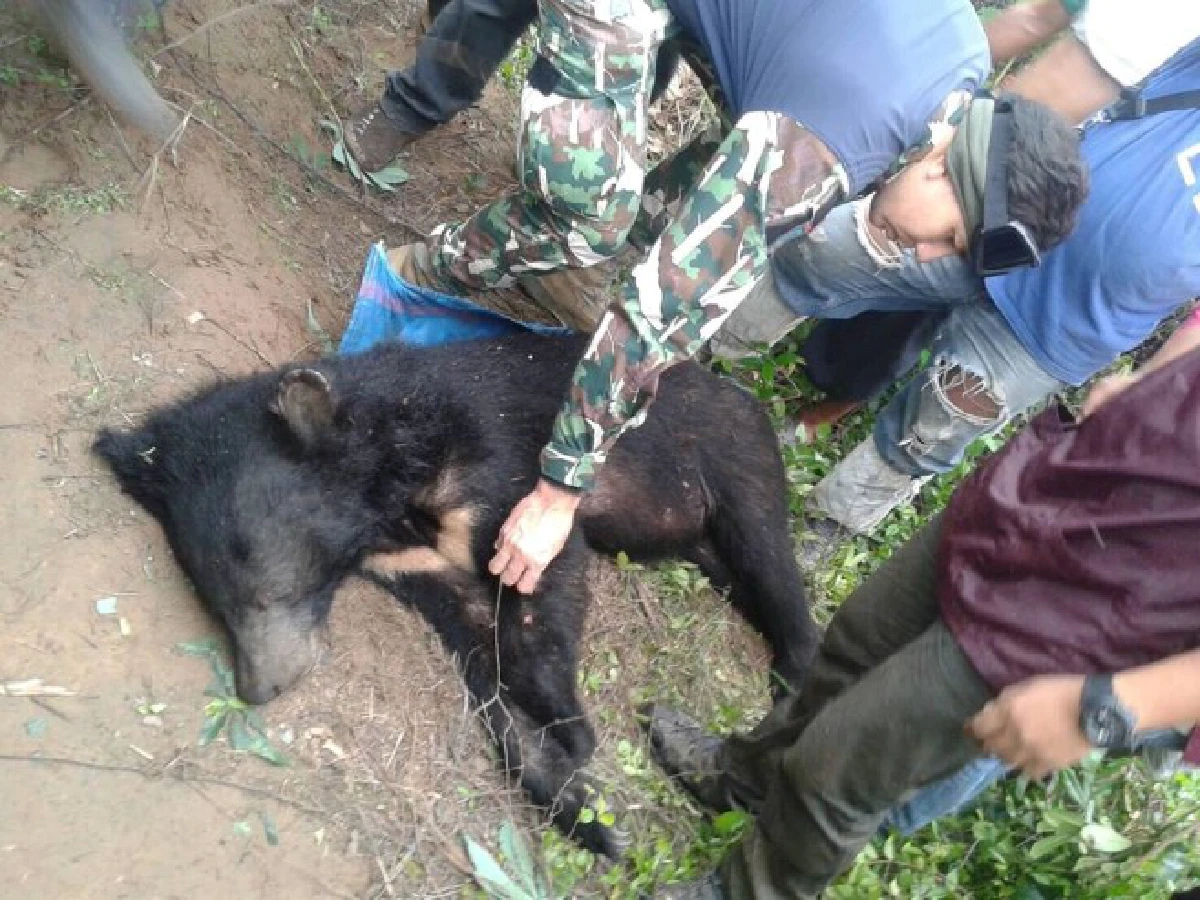 จนท.จับหมีควายหลุดจากเขตอุทยานปางสีดาก่อนปล่อยกลับคืนป่า