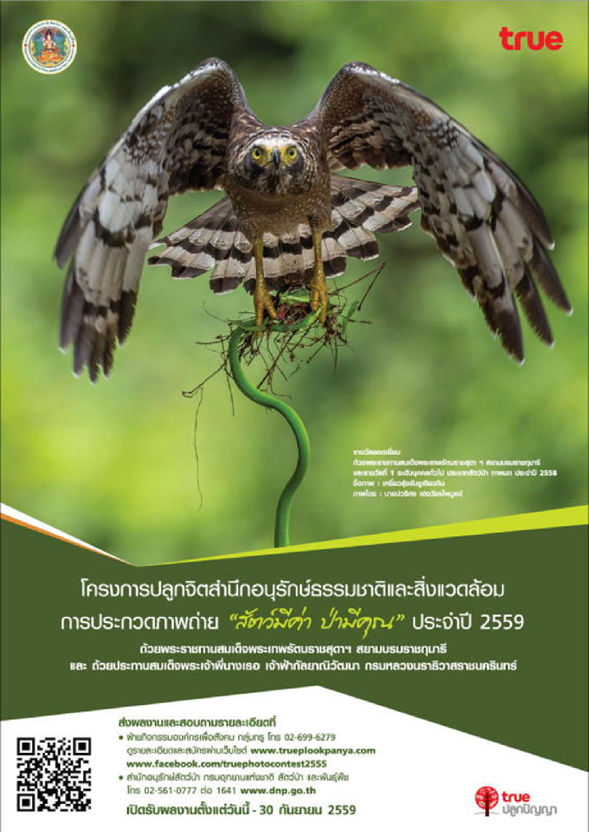 สัตว์มีค่า ป่ามีคุณ 2559 สัตว์มีค่า ป่ามีคุณ 2559