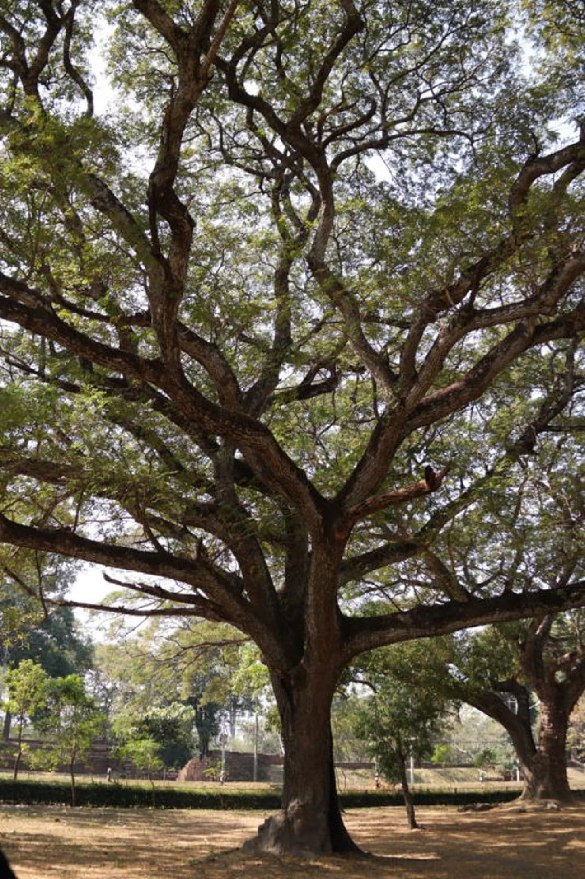 เดินทอดน่อง ท่องเมืองเก่ากำแพงเพชร