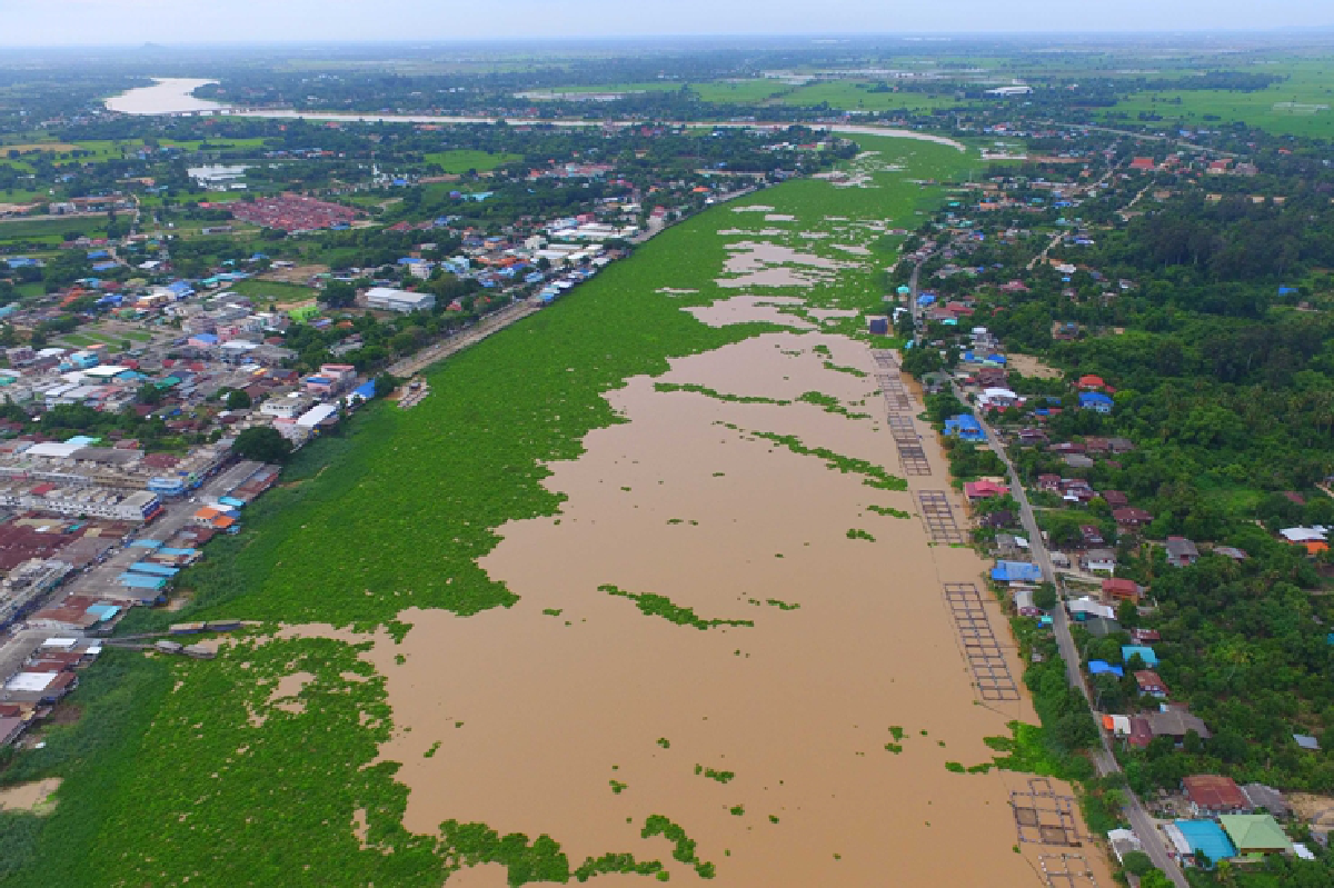 เปิดภาพผักตบชวาขวางแม่น้ำเจ้าพระยากระทบเรือข้ามฟาก