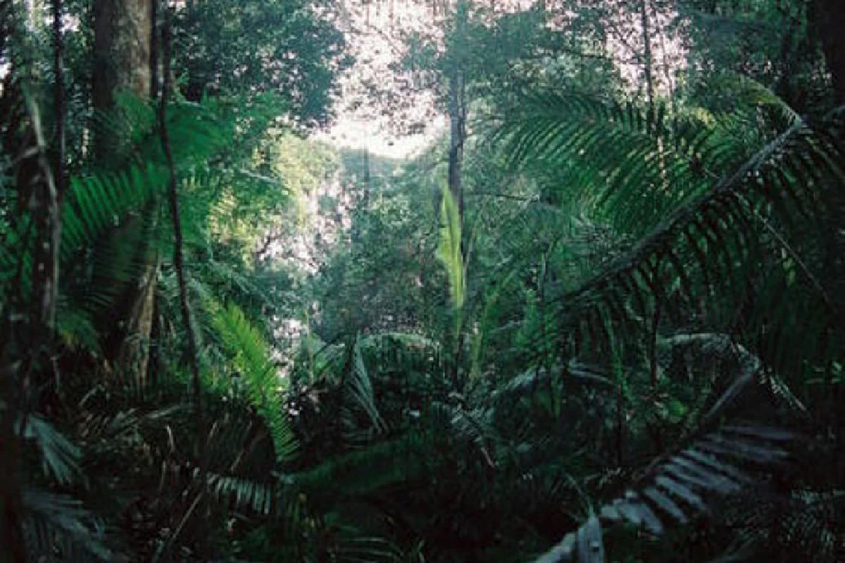 30 ปี 20 ล้านต้น ปลูกป่า ที่ไม่ใช่แค่ปักป้ายถ่ายรูป