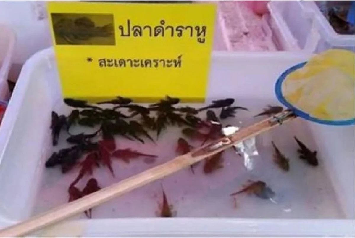 ทอล์กออฟโซเชียล
