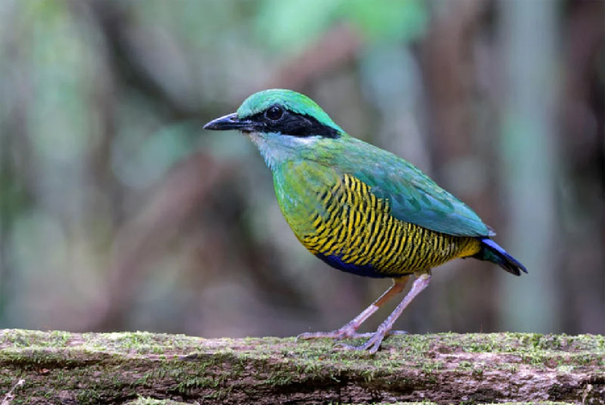 เขียวเขมร