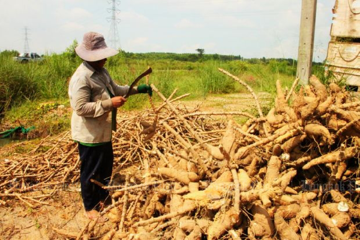 Farmers hurt by zero-tariff wheat for big business