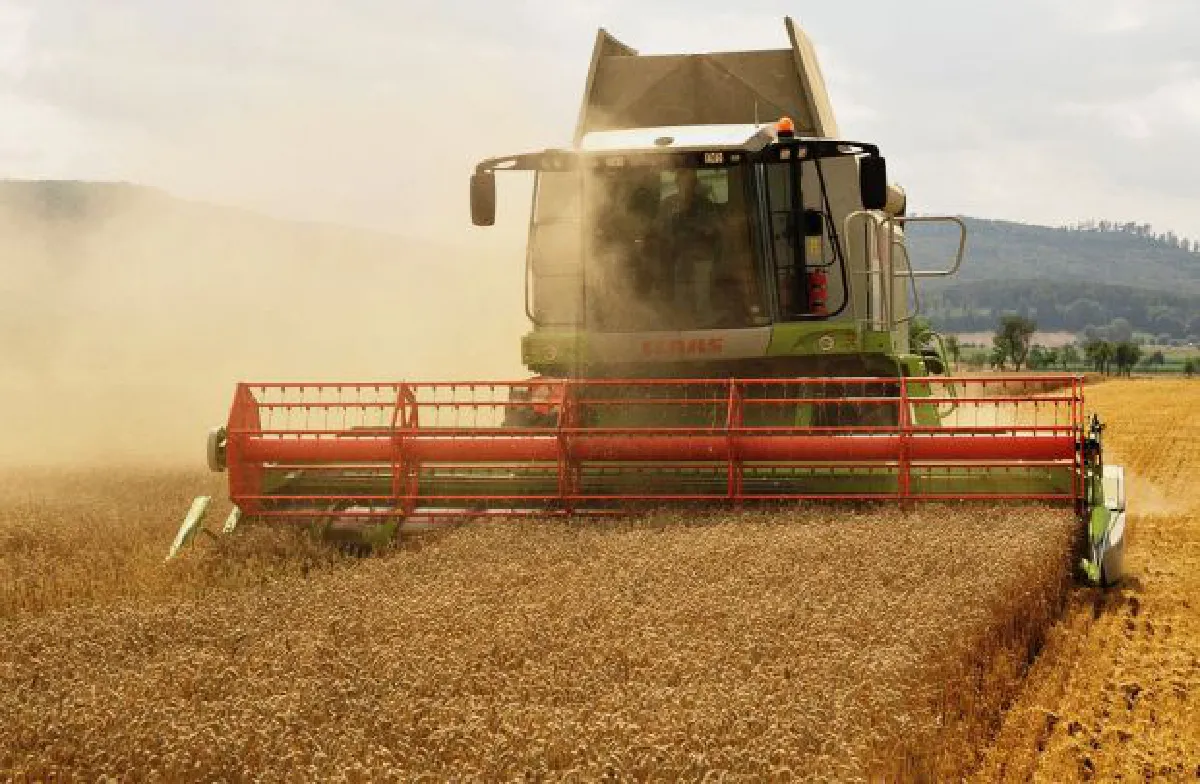 Farmers hurt by zero-tariff wheat for big business