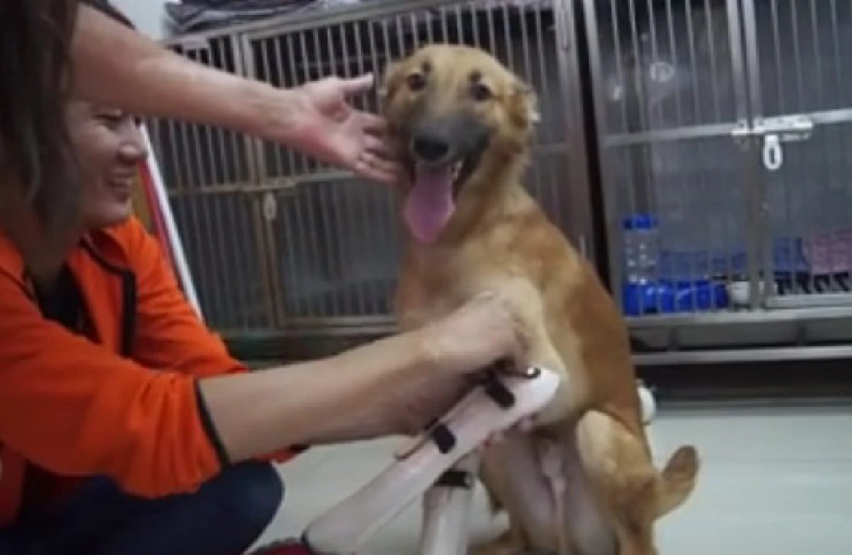 คลิปชีวิตใหม่ "เจ้าโคล่า" หมาที่ถูกคนใจโหดตัดขาเพราะกัดรองเท้า