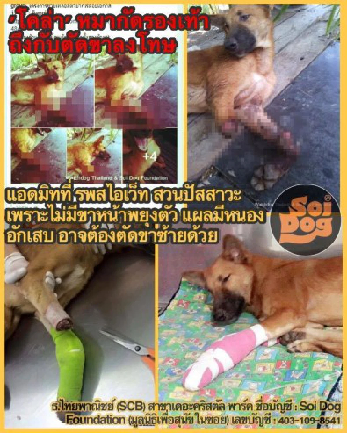 คลิปชีวิตใหม่ "เจ้าโคล่า" หมาที่ถูกคนใจโหดตัดขาเพราะกัดรองเท้า