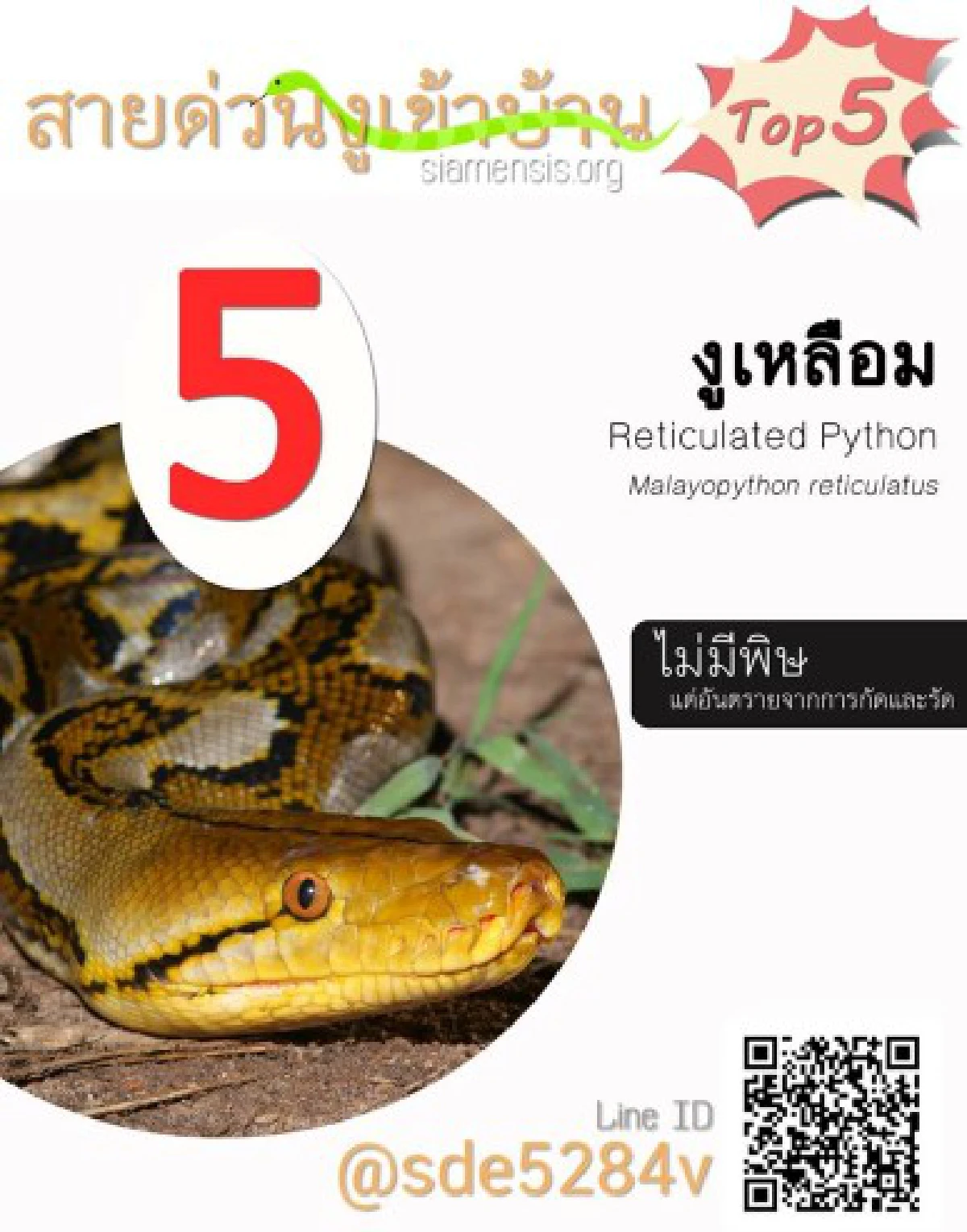 สายด่วนงูเข้าบ้านเผย5อันดับงูที่คนสอบถามมากสุด