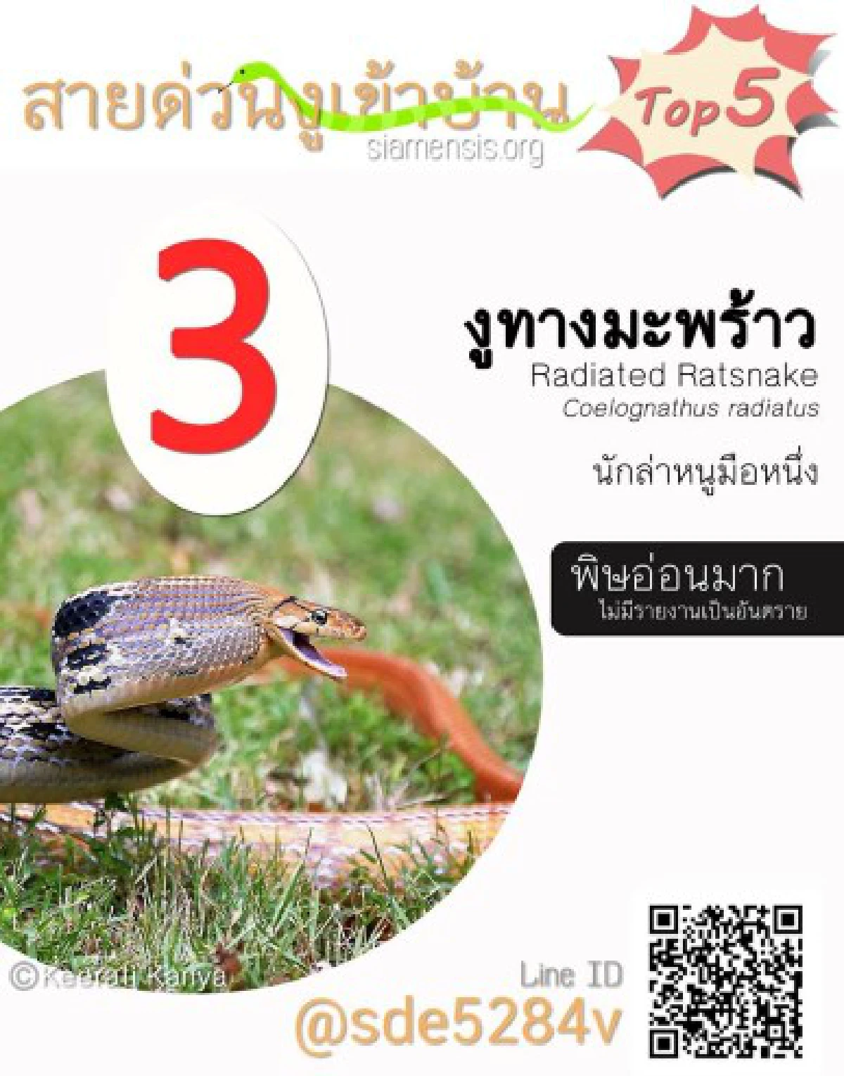 สายด่วนงูเข้าบ้านเผย5อันดับงูที่คนสอบถามมากสุด