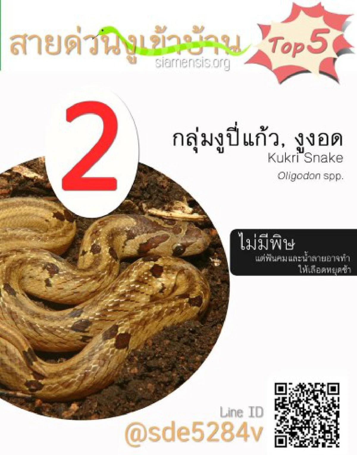 สายด่วนงูเข้าบ้านเผย5อันดับงูที่คนสอบถามมากสุด