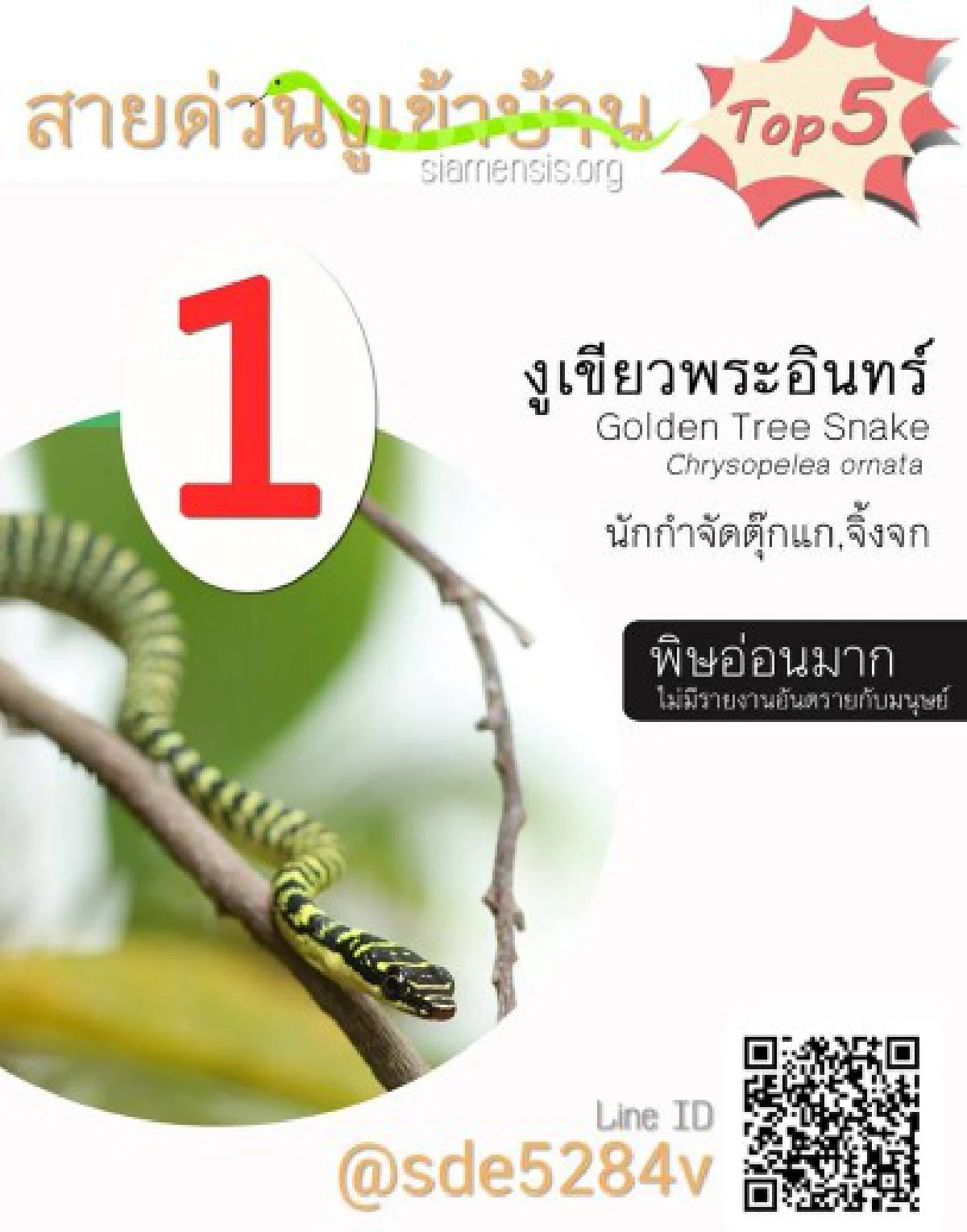 สายด่วนงูเข้าบ้านเผย5อันดับงูที่คนสอบถามมากสุด