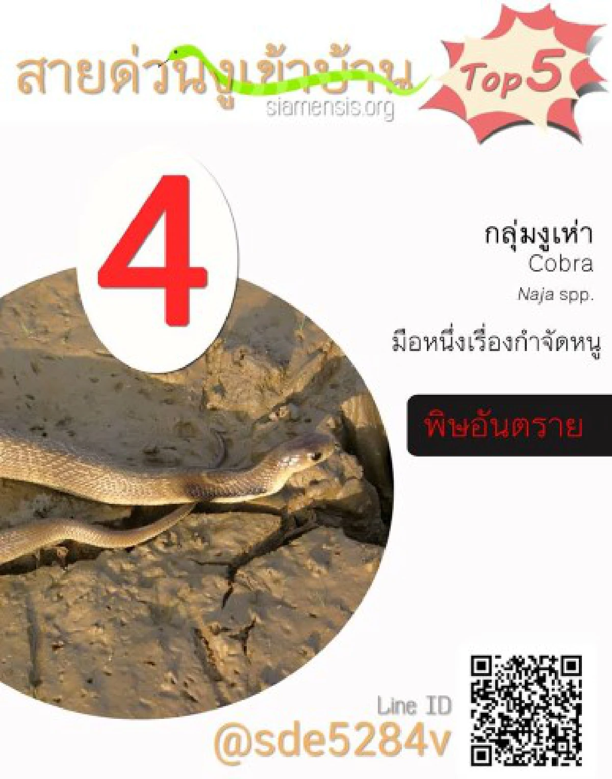 สายด่วนงูเข้าบ้านเผย5อันดับงูที่คนสอบถามมากสุด