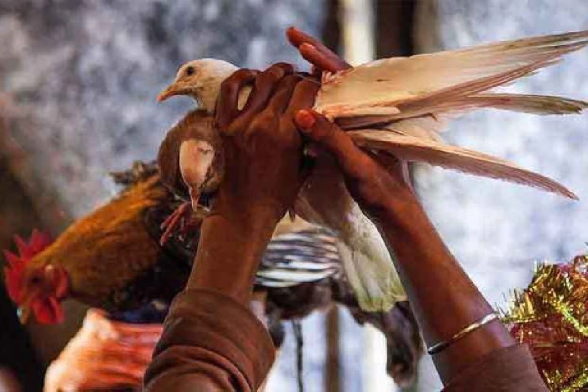 สัตว์นับพันตัวรอดชีวิตจากการบูชายัญแก่เจ้าแม่กาธิมัย