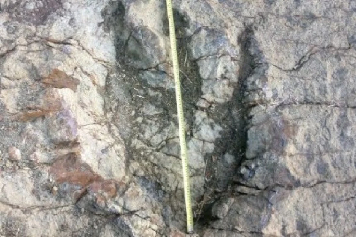 พบรอยเท้าไดโนเสาร์ใหญ่สุดในโลกที่โบลิเวีย!