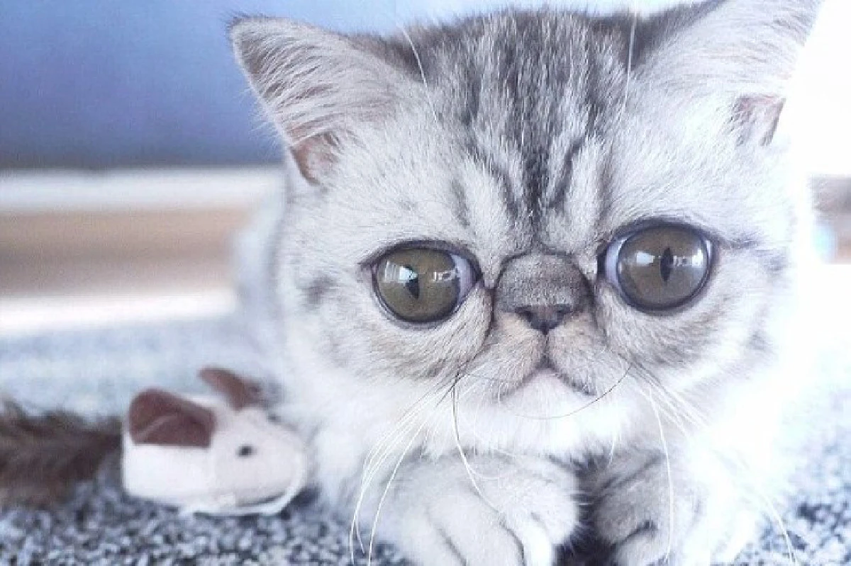 น่ารัก!แมวเดนมาร์กมีหน้าตกใจตลอดเวลา
