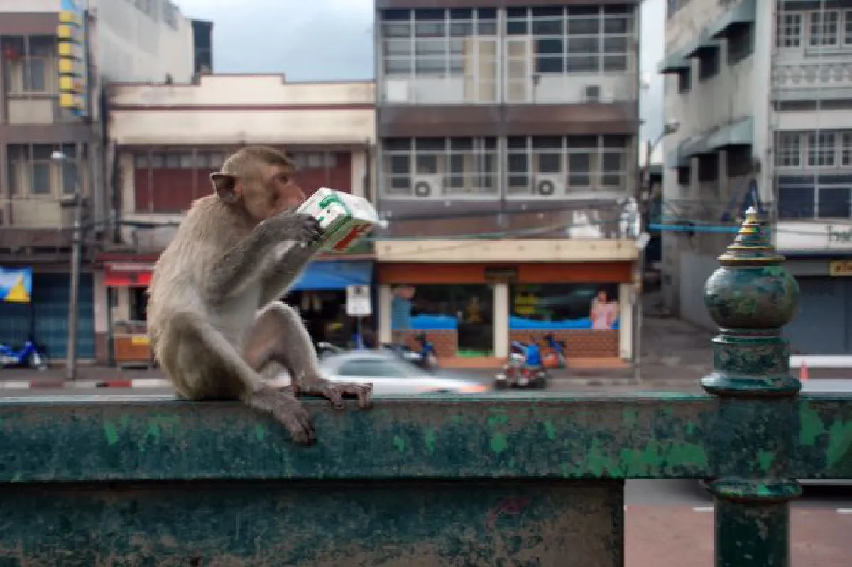Monkey street art in Lopburi