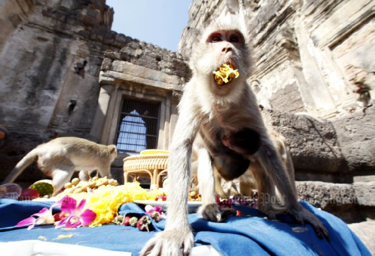 Monkey street art in Lopburi
