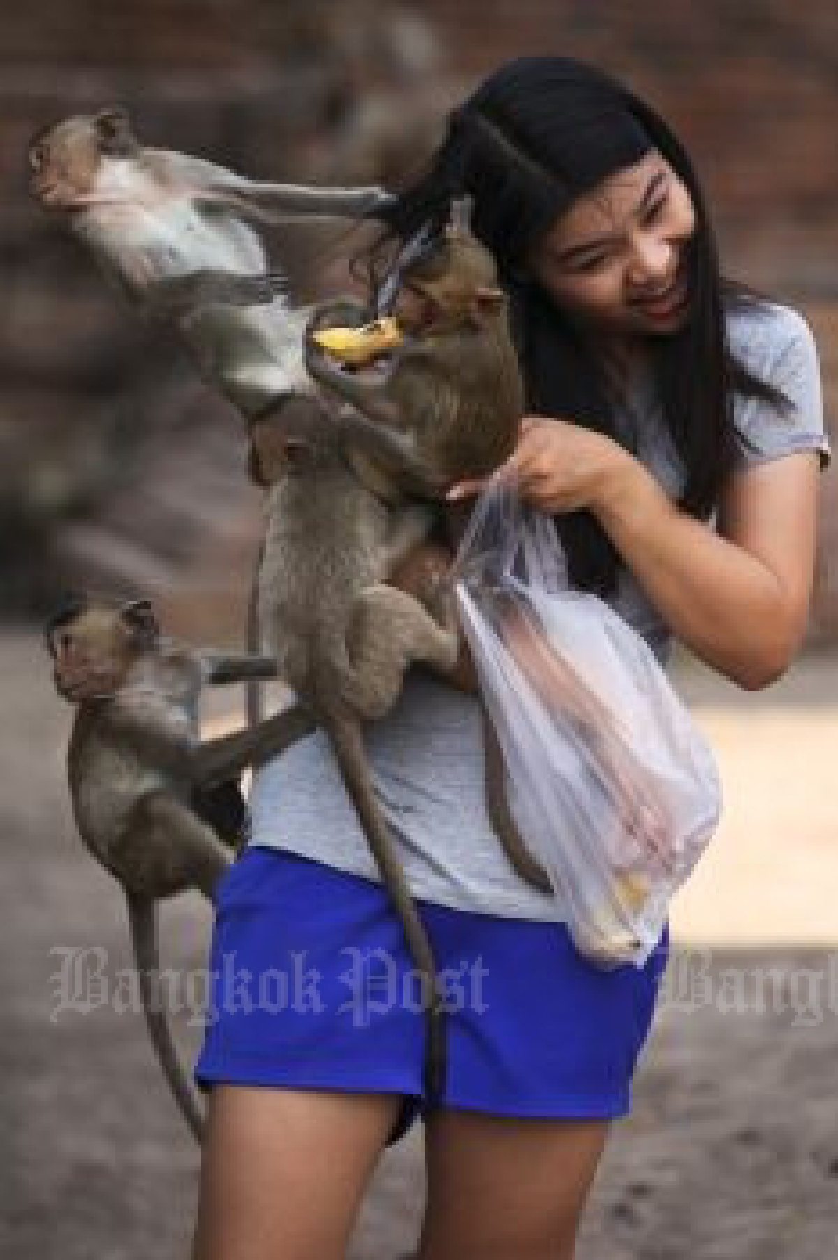 Monkey street art in Lopburi