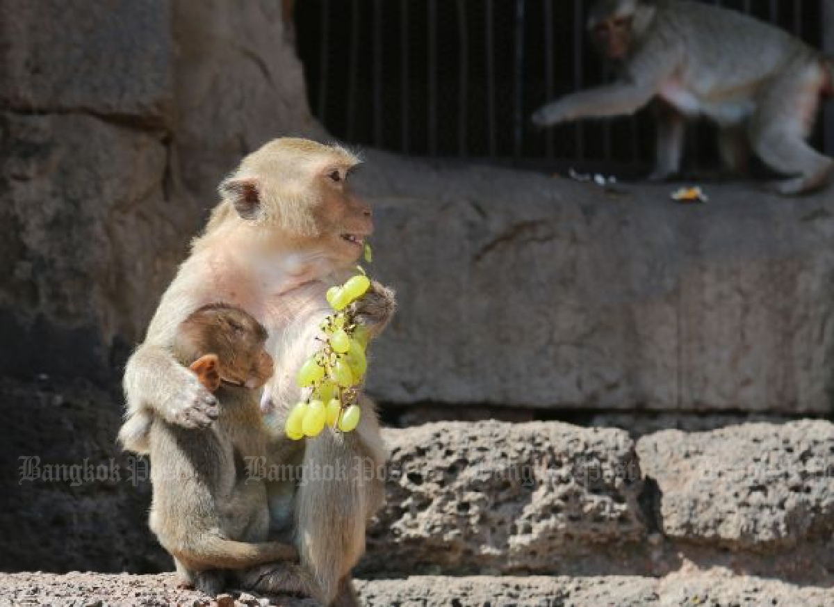 Monkey street art in Lopburi