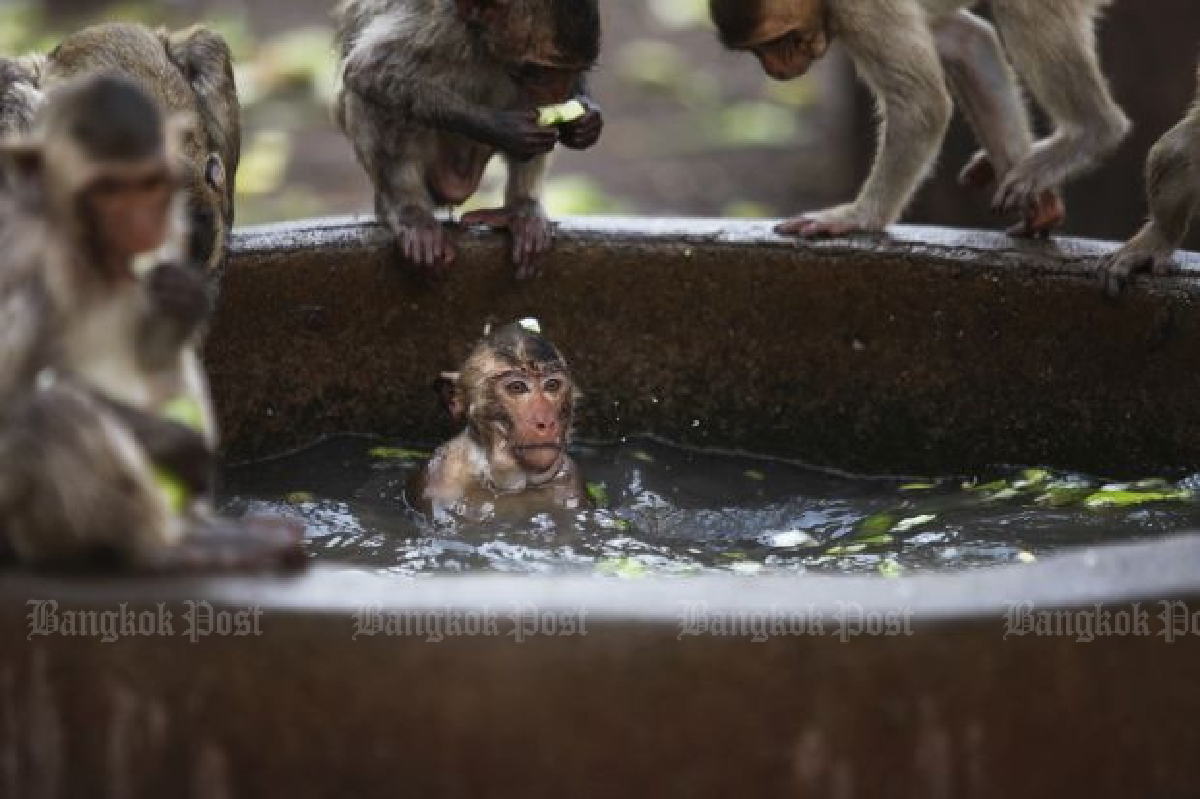 Monkey street art in Lopburi