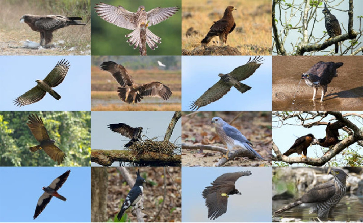 ปฏิทิน 16 เหยี่ยว