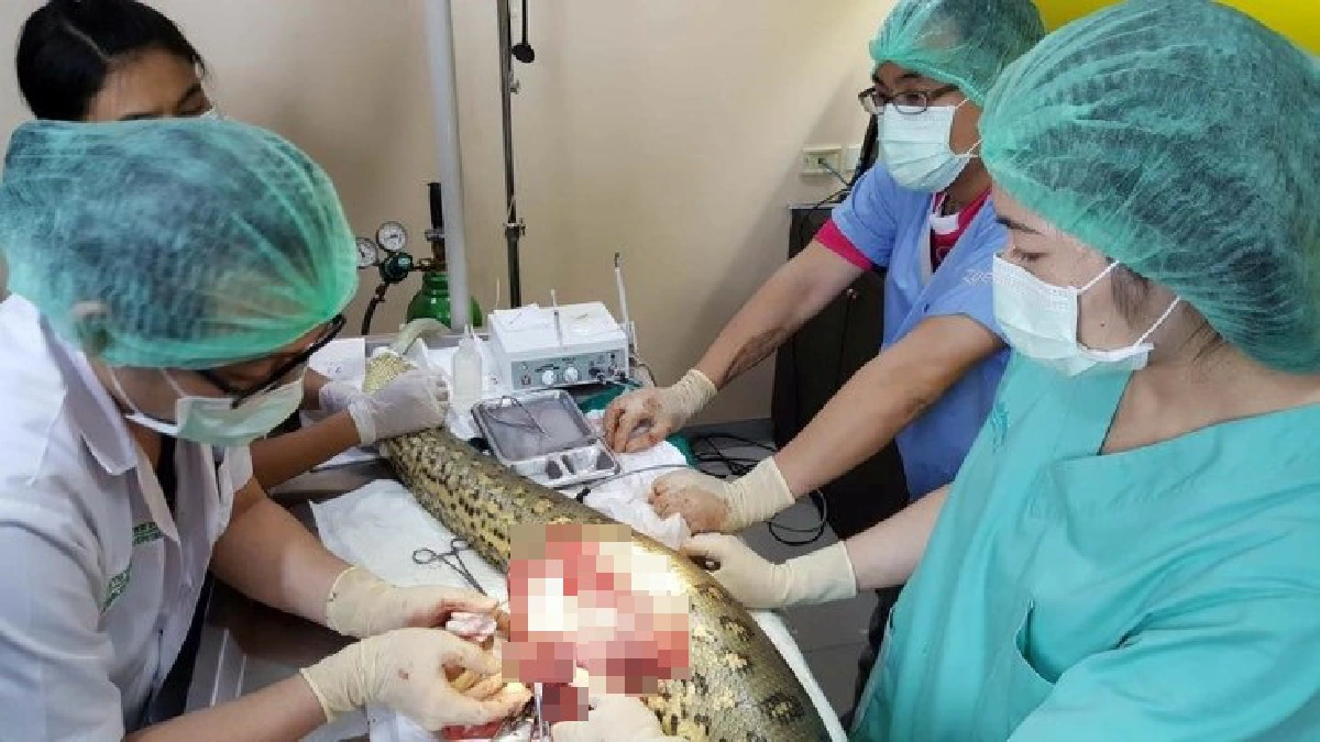 สุดเจ๋ง!ทีมสัตวแพทย์ไทยผ่าตัดช่วยชีวิตงูอนาคอนดายักษ์