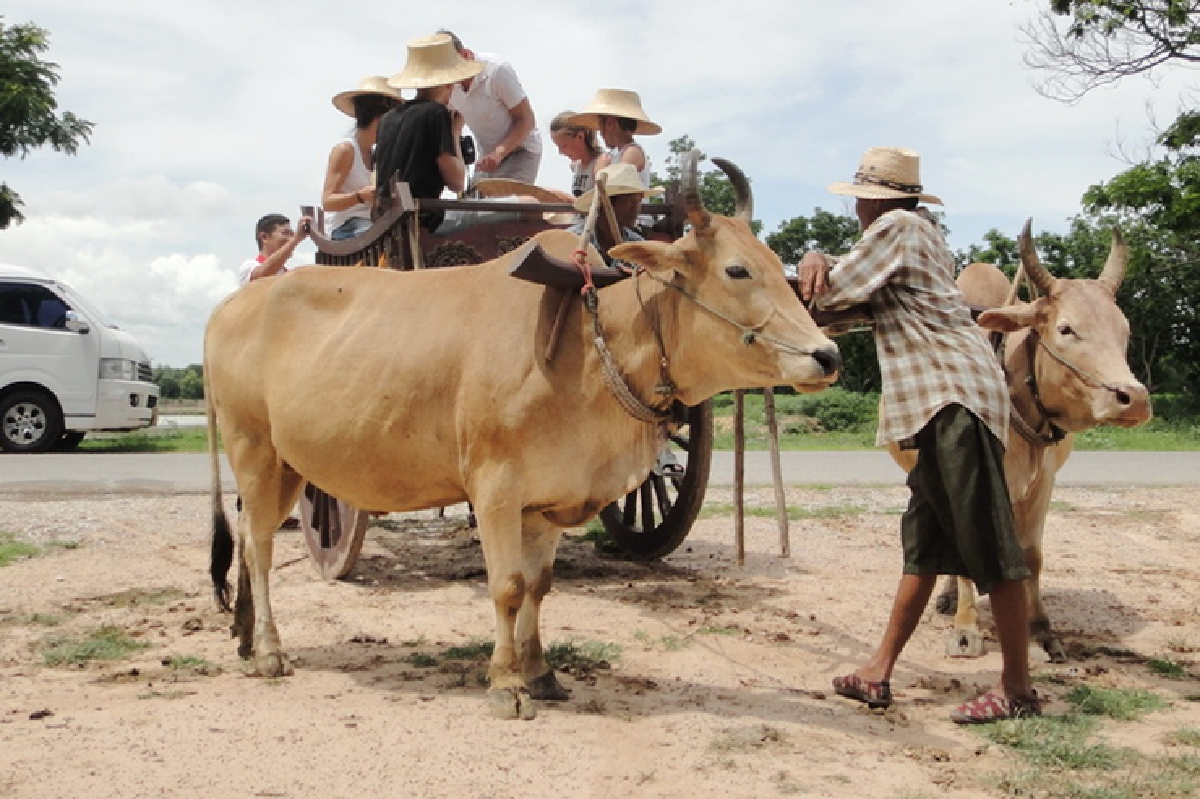 แห่งเดียวในไทยนั่งล้อวัวชมเมืองโบราณ