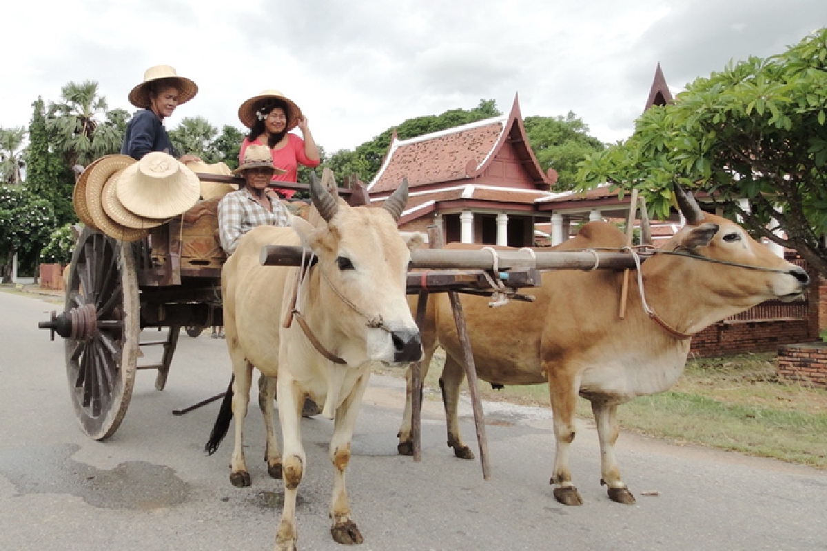 แห่งเดียวในไทยนั่งล้อวัวชมเมืองโบราณ แห่งเดียวในไทยนั่งล้อวัวชมเมืองโบราณ
