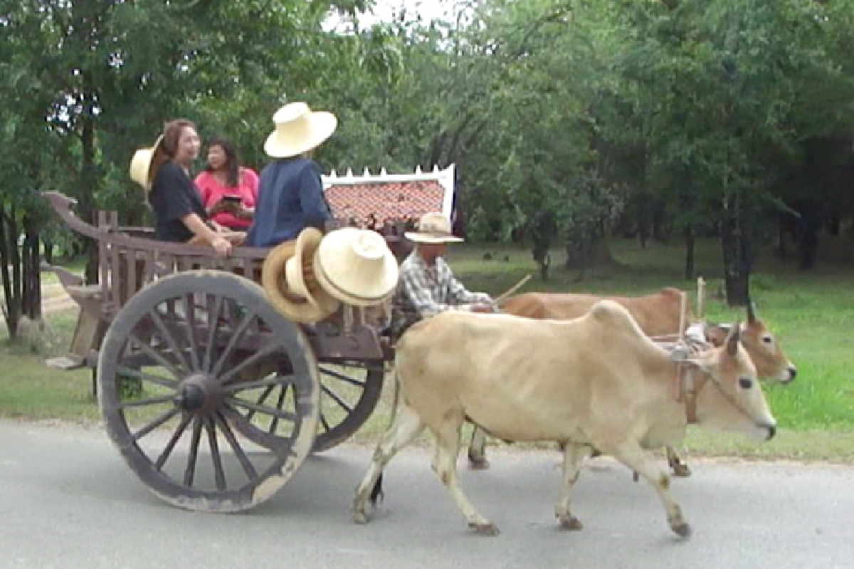 แห่งเดียวในไทยนั่งล้อวัวชมเมืองโบราณ